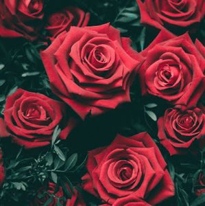 Meet your Posher, Hope